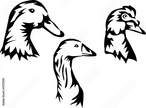 waterfowl - duck, goose, muscovy duck