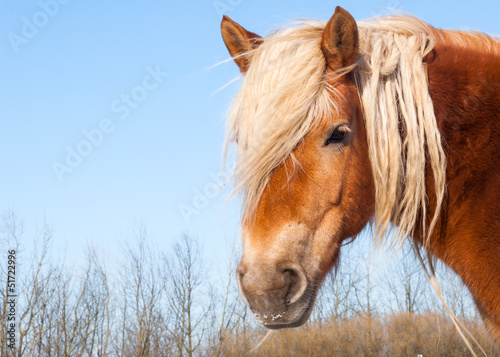 Portrait of a brown horse with blonde manes and eye lashes