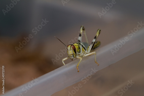 close-up of a beautiful locust © nagydodo