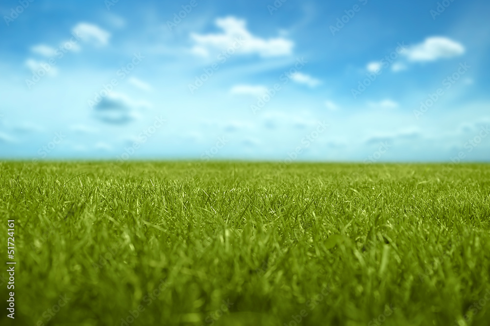 Grass with blue sky in background. Short range focus length.