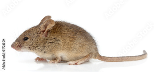 Side view of house mouse (Mus musculus) photo