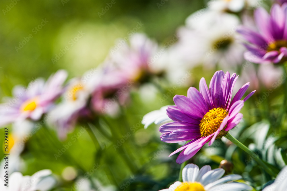 Obraz premium Margeriten