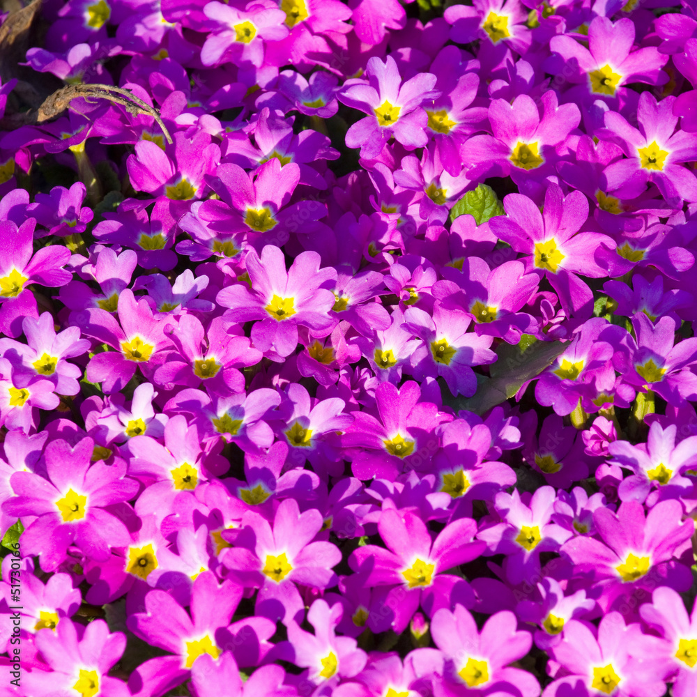 Geranium in the garden Geranium in the garden