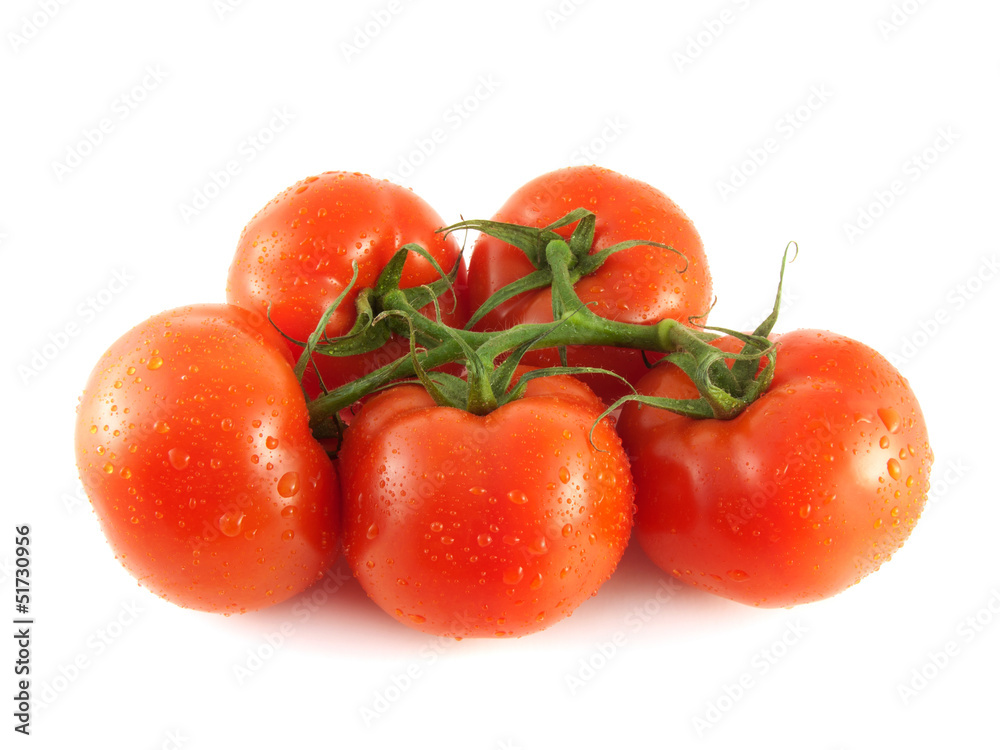 Isolated fresh red tomatoes on branch (water drop) Isolated fresh red tomatoes on branch (water drop)