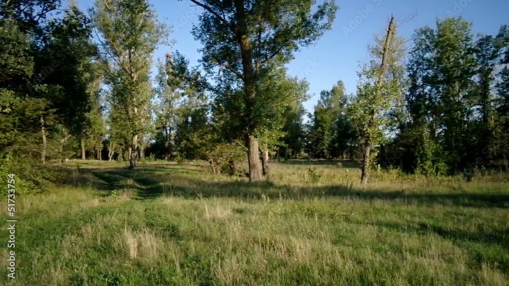 Spruce Tree Forest in Last Sunlight Spruce Tree Forest in Last Sunlight