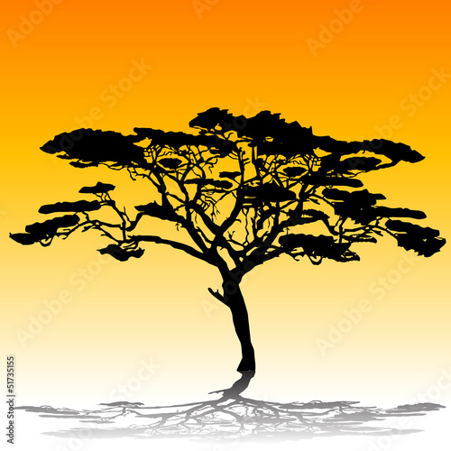 Acacia tree silhouette