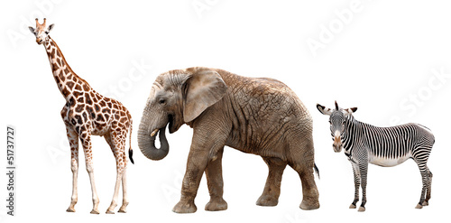 giraffes  elephant and zebras isolated on white