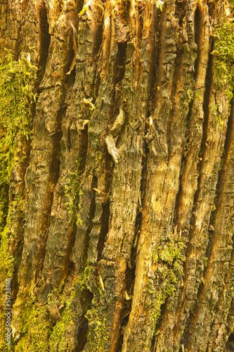 Tree bark detail