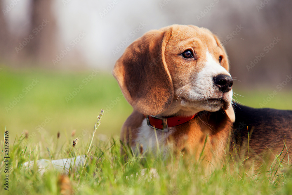 Beagle puppy lies quietly in the grass