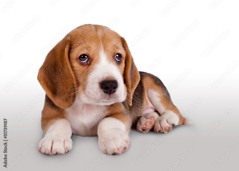 Cute beagle puppy portrait