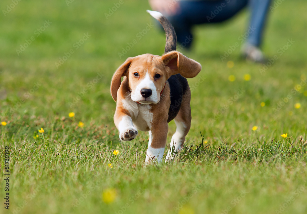 Running beagle puppy at the walk Running beagle puppy at the walk