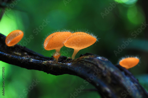 Champagne mushroom in the forest