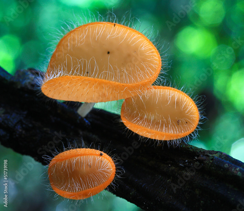 Champagne mushroom in the forest