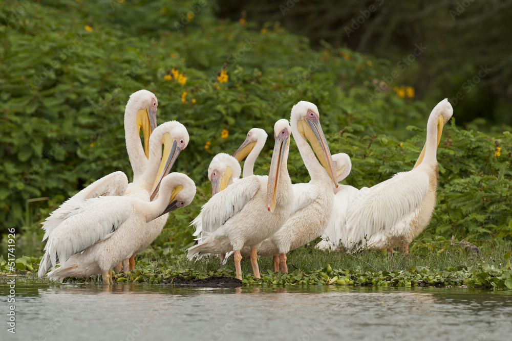 Flock of Great White Pelicans on Naivasha Lake Flock of Great White Pelicans on Naivasha Lake