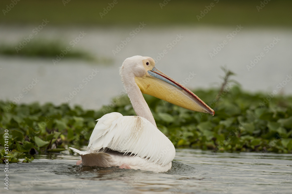 Great White Pelican on Naivasha Lake
