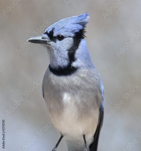 Blue Jay Bird