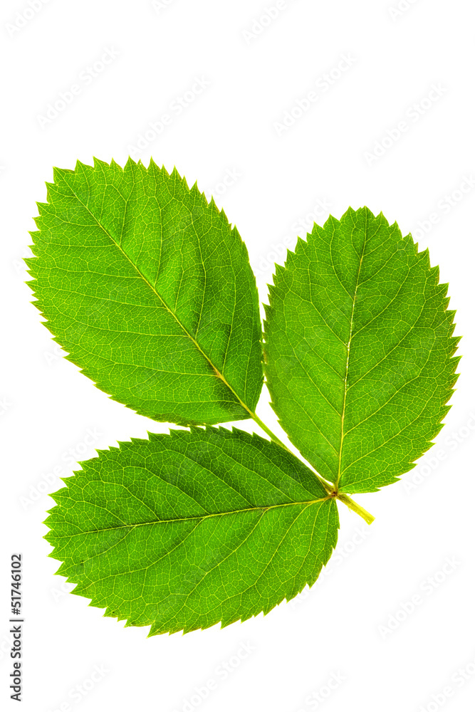 Three green leaf isolated on white background Three green leaf isolated on white background