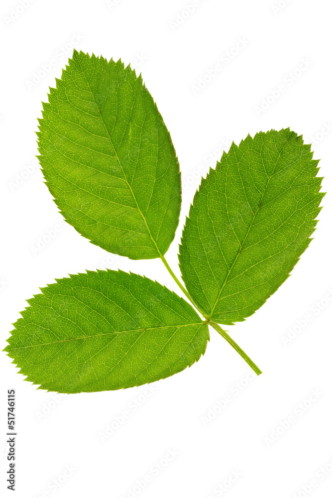 Three green leaf isolated on white background Three green leaf isolated on white background