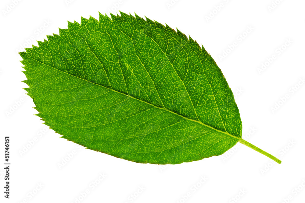 Obraz premium Single green leaf isolated on white background.