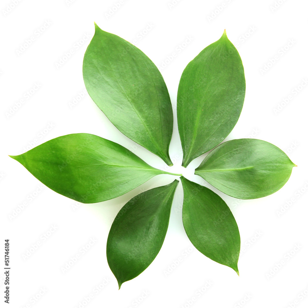 Obraz premium beautiful green leaves, isolated on white