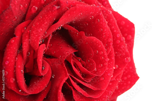 Fototapeta Naklejka Na Ścianę i Meble -  red rose isolated on white