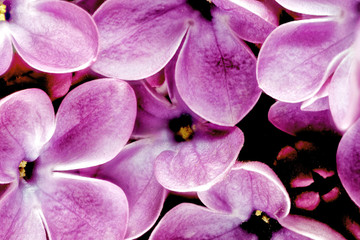 Fototapete Macro Lila Fliederrispe im Sonnenlicht  © BRIAN_KINNEY