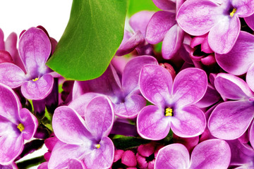 Fototapete Macro Violette Fliederrispe ganz nah  © BRIAN_KINNEY