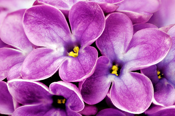 Fototapete Macro Duftender Flieder im Frühlingslicht  © BRIAN_KINNEY