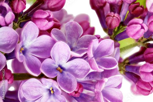 Beautiful Bunch of Lilac close-up.
