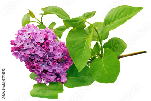 Fototapeta Naklejka Na Ścianę i Meble -  Beautiful Bunch of Lilac on table.