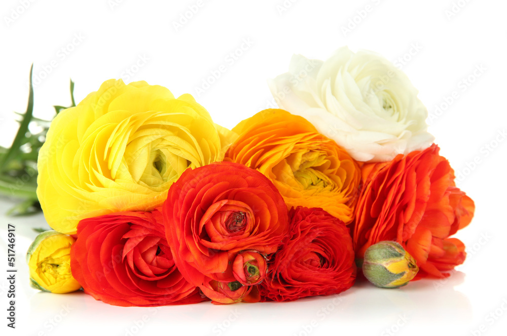 Ranunculus (persian buttercups), isolated on white Ranunculus (persian buttercups), isolated on white