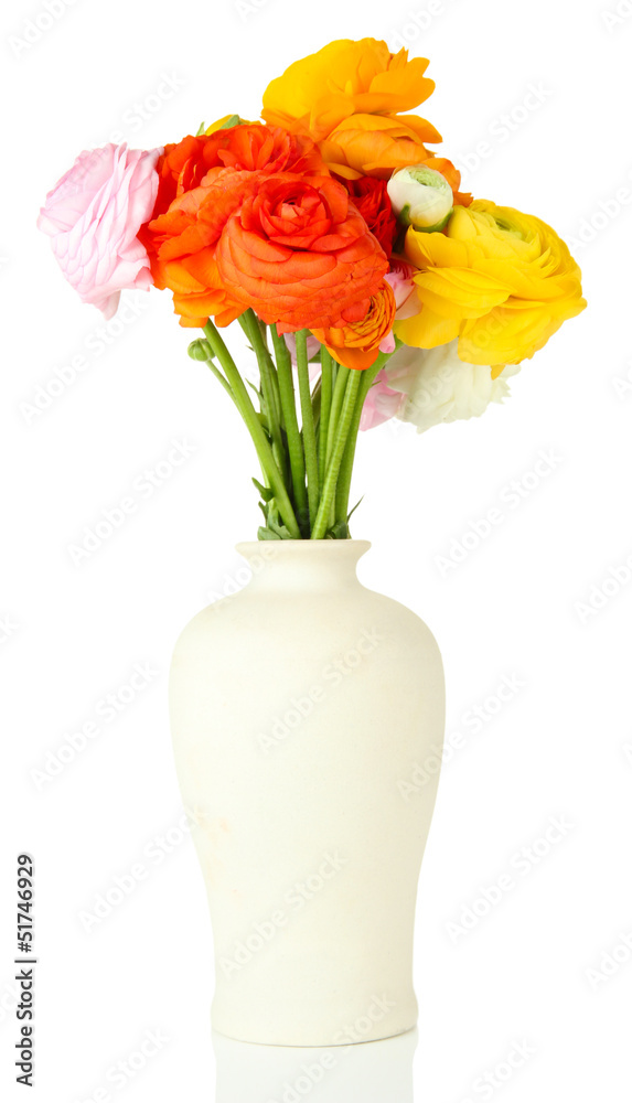 Obraz premium Ranunculus (persian buttercups) in vase, isolated on white