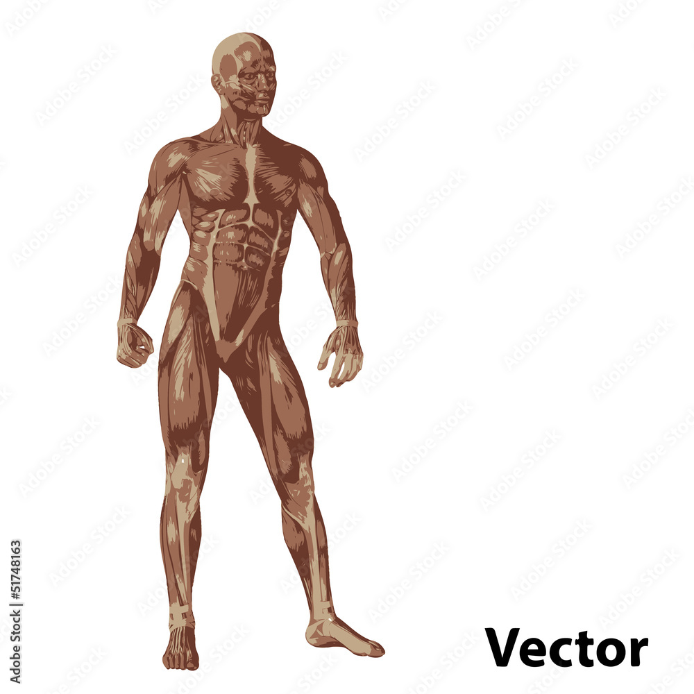 Vector 3D human or man with muscles for anatomy or sport