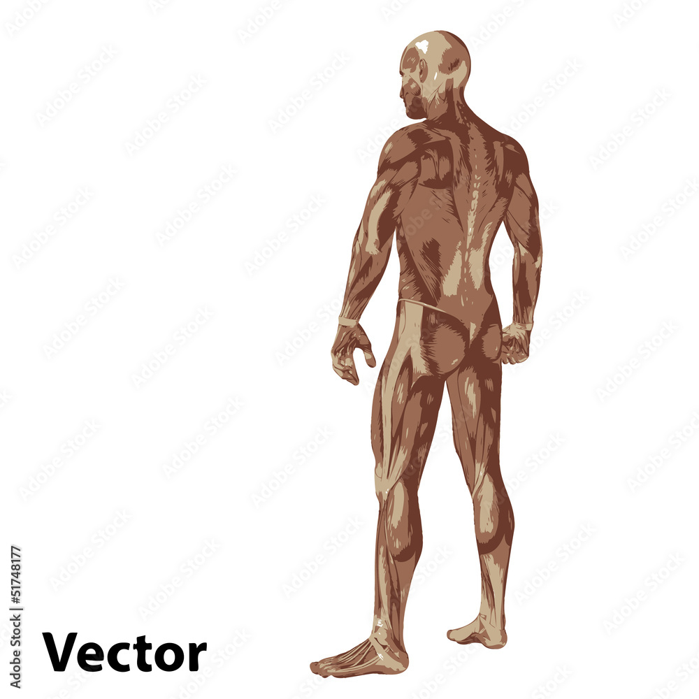 Vector 3D human or man with muscles for anatomy or sport