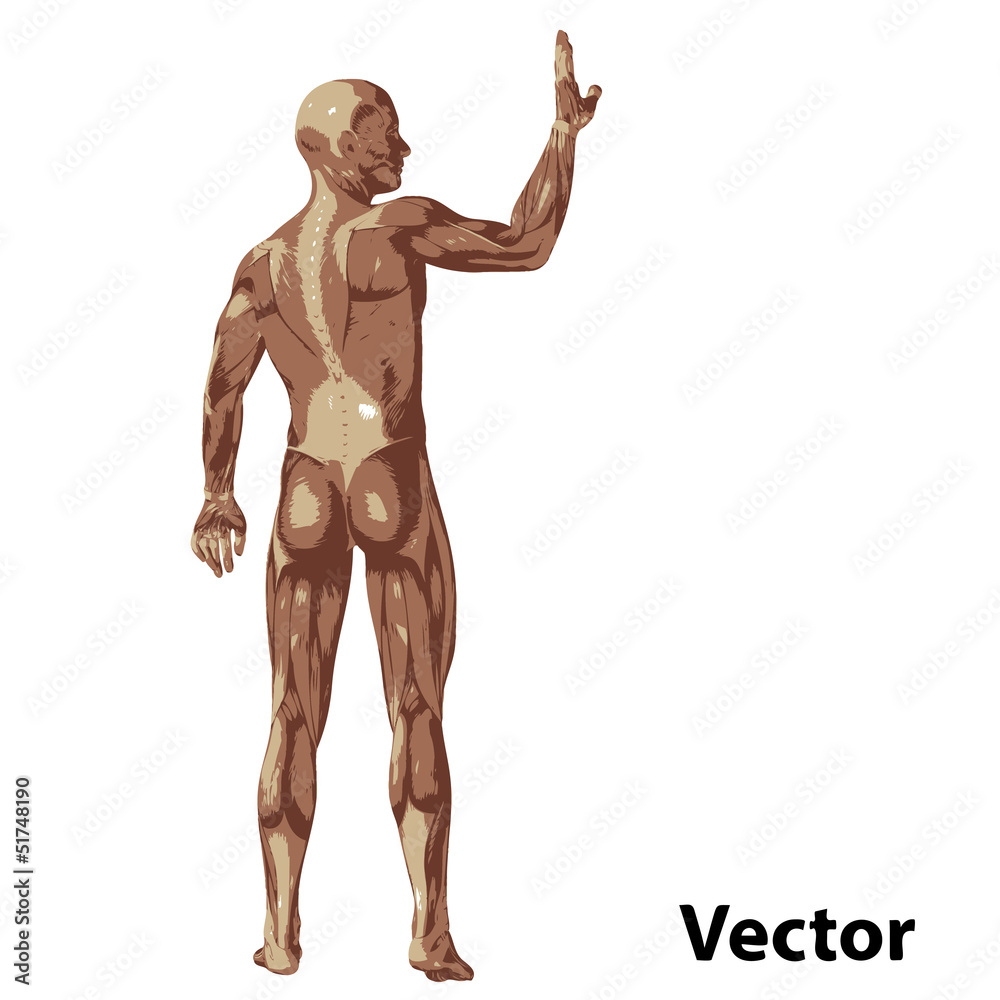 Vector 3D human or man with muscles for anatomy or sport Vector 3D human or man with muscles for anatomy or sport