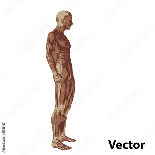 Vector 3D human or man with muscles for anatomy or sport