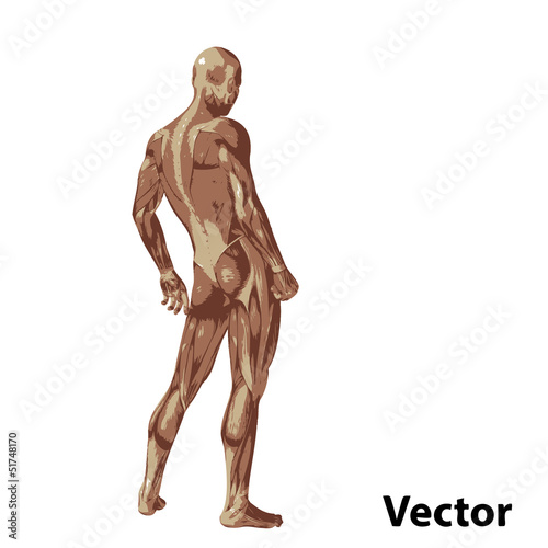 Vector 3D human or man with muscles for anatomy or sport