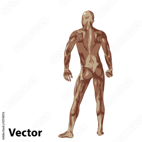 Vector 3D human or man with muscles for anatomy or sport