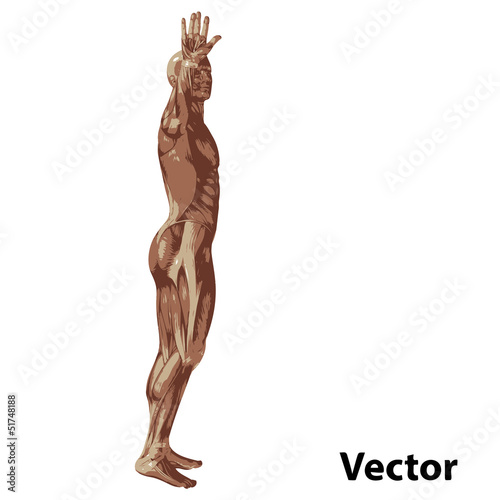 Vector 3D human or man with muscles for anatomy or sport