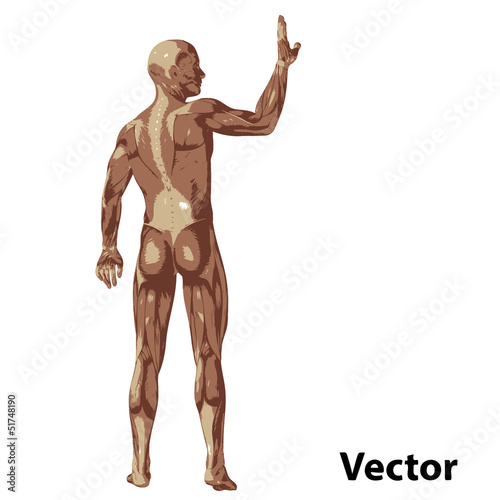 Vector 3D human or man with muscles for anatomy or sport