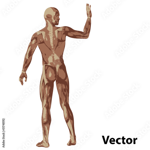 Vector 3D human or man with muscles for anatomy or sport