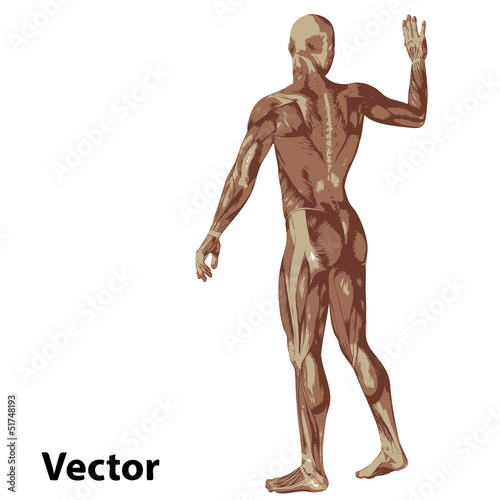 Vector 3D human or man with muscles for anatomy or sport