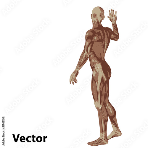 Vector 3D human or man with muscles for anatomy or sport
