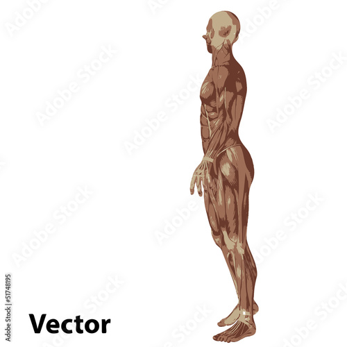 Vector 3D human or man with muscles for anatomy or sport