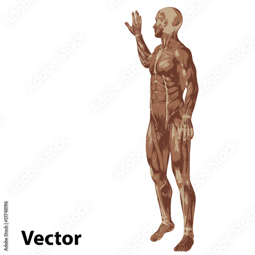 Vector 3D human or man with muscles for anatomy or sport