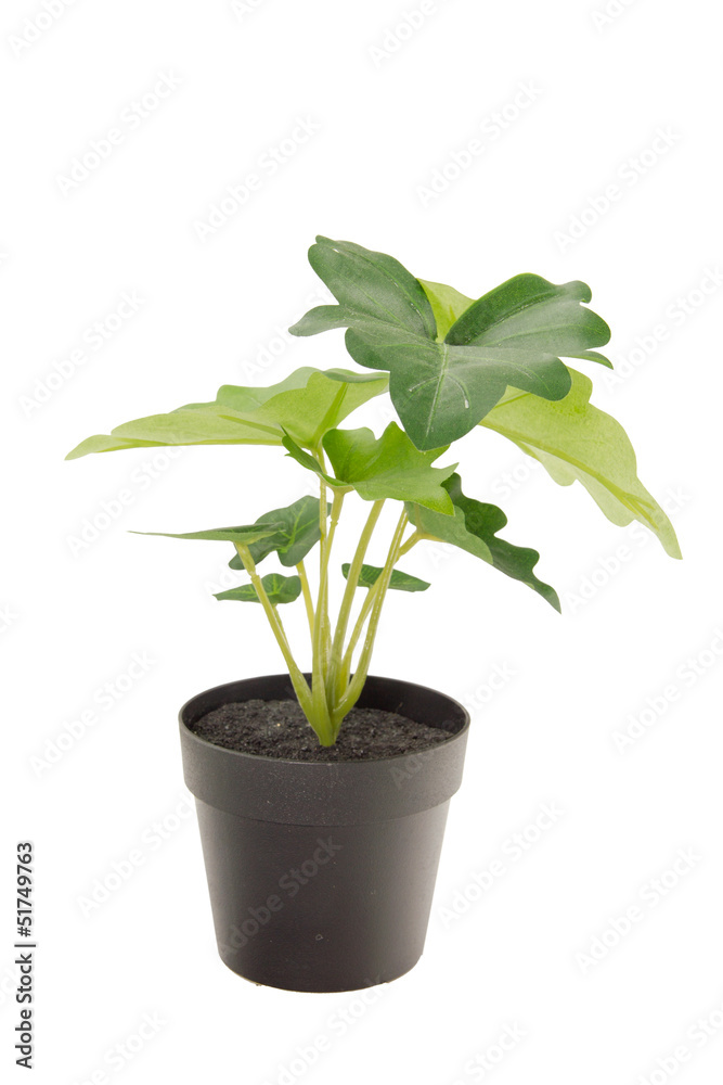 Isolate plant Isolate plant