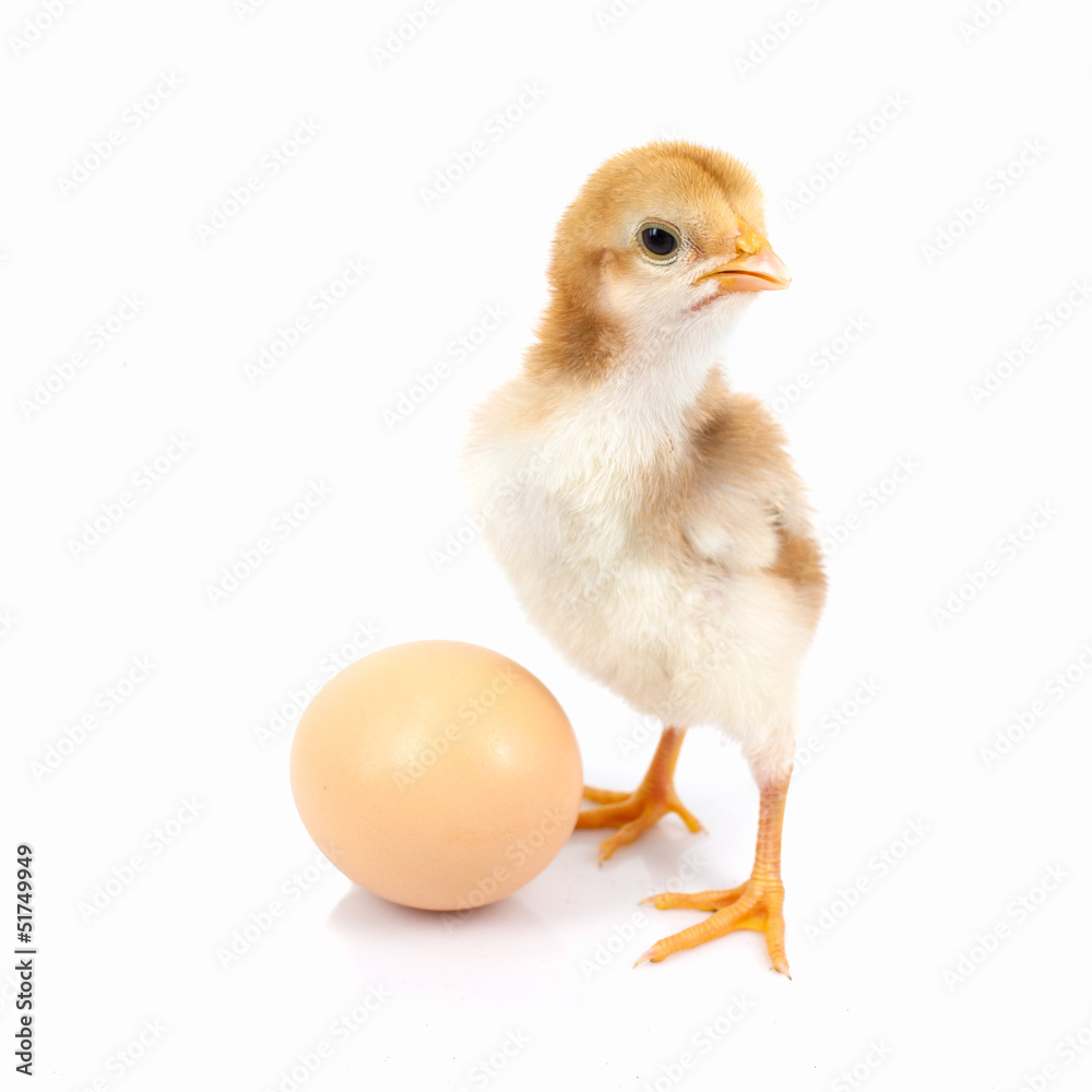 Fototapeta premium brown egg and chicken isolated on a white background