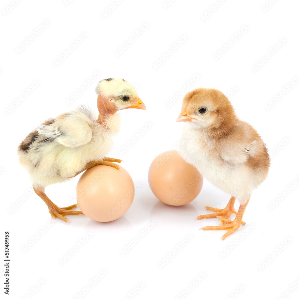 Fototapeta premium brown egg and chicken isolated on a white background