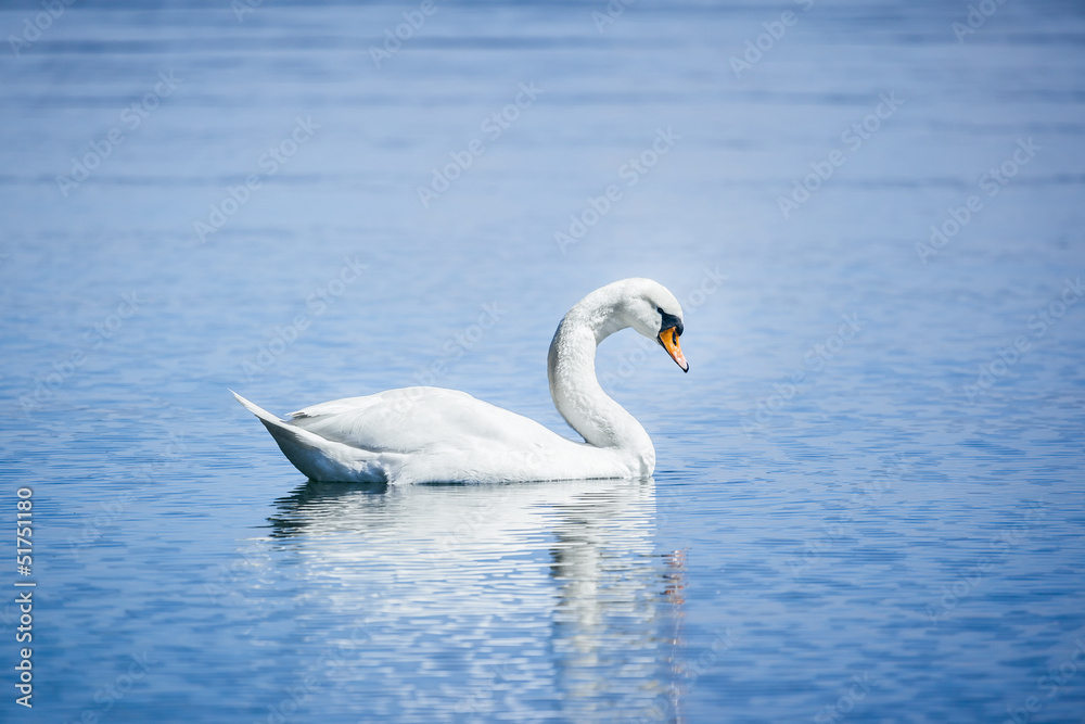 white swan