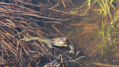 Ccommon toad (Bufo bufo) in early spring photo